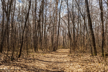 forest trail in early spring
