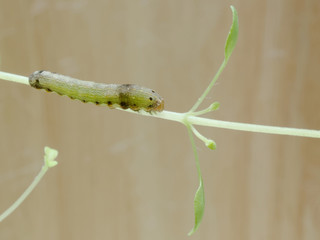 Close up shot of green caterpillar or worm of butterfly with red mouth climbing, eating and living on green thyme leaves and tree with concepts of nature, animal, and insect