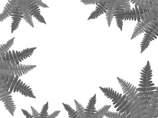 Monochrome frame with fern. Fern frond frame vector illustration.