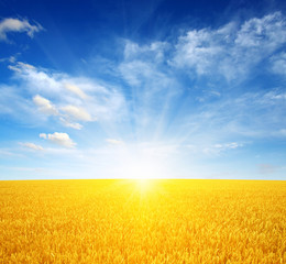 Wheat field and sun