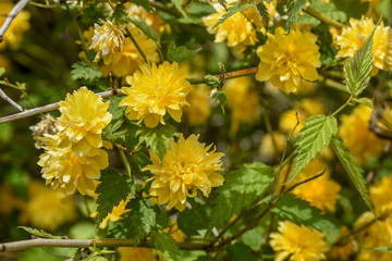 Kerria japonica / Corête du Japon