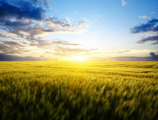 Naklejka na ściany i meble Sunset on the wheat