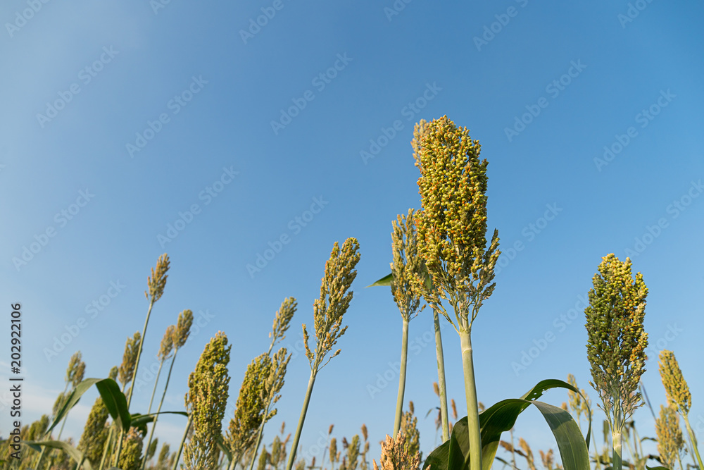 Wall mural Field of Sorghum or Millet