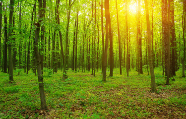 Forest  and sun rays