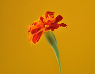 Tagetes auf gelb