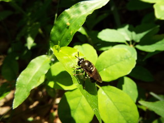 アリノスアブ fly