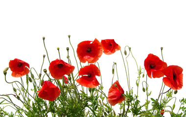 red poppies on white