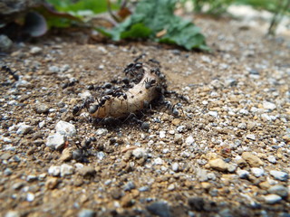 虫の死骸に群がるアリたち ants were swarming to dead