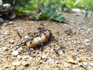 虫の死骸に群がるアリたち ants were swarming to dead