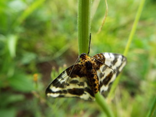 ユウマダラエダシャク moth