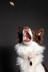 Portrait of australian shepherd dog catch treats with opened mouth