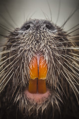 Surprising close up face to face meeting with wet coypu head Myocastor coypus coming from river with large teeth and long whiskers. Wildlife nature habitat scene fill out all surface photography space © Martin