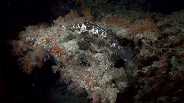 Brown-marbled Grouper - Epinephelus fuscoguttatus swim on the coral reef in the night, Indian Ocean, Maldives, Asia
