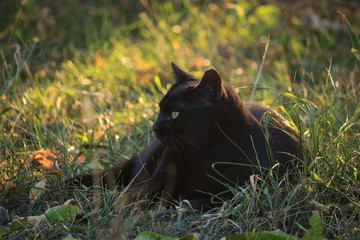 Black Cat in the Garden