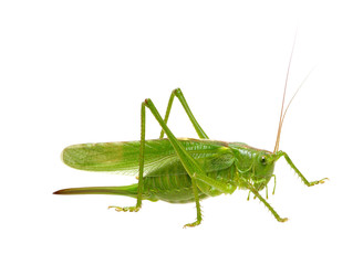 Green locust on white