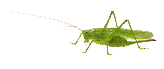 Green locust on white