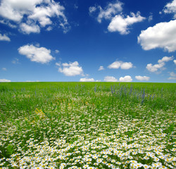 Fototapeta premium white daisies on blue sky