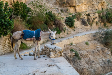 Donkey in the Judean Desert