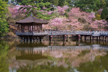 Japanese pavilion on the water with cherry blossoms