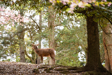 Japanese sika deer in Nara Park