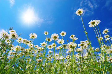 Fototapeta na wymiar Field of daisies
