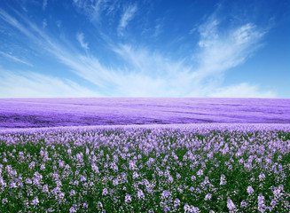 Spring flower field