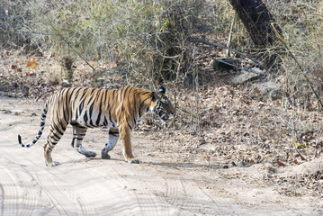 Obraz na płótnie Canvas A tigress walking across safari track inside bandhavgarh tiger reserve during hot summer day