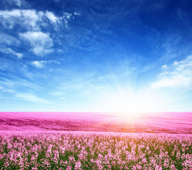 colorful flowers and sun