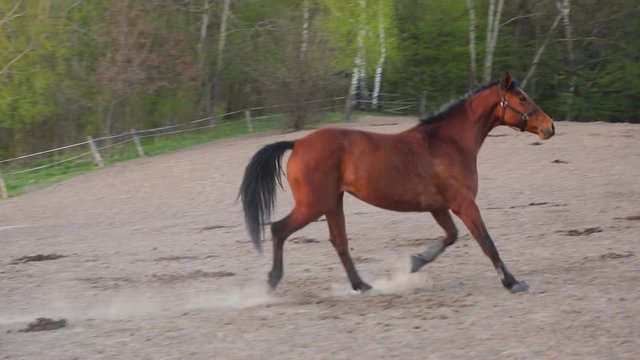 Strong horse is galloping on the meadow in evening