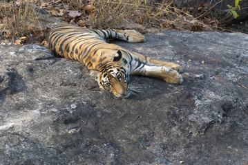 tiger cub relaxing inside bandhavgarh national park on a hot summer day