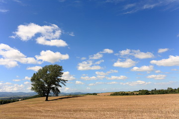 A Tree in a Field, Biei, Hokkaido.