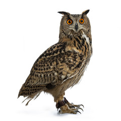 Turkmenian Eagle owl / bubo bubo turcomanus sitting side ways isolated on white background looking...