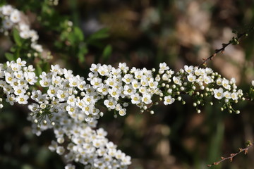 Fototapeta premium spring flower blossom