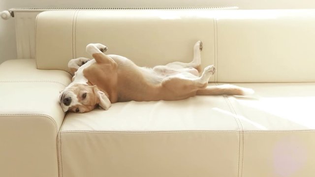 Beagle lies on the couch bellyup and looks at the camera