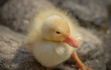 Portrait of a newborn yellow duckling.