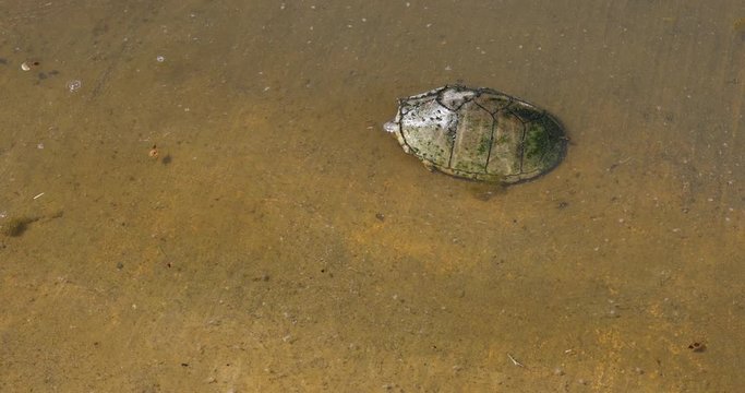 Mud Turtles in the water.