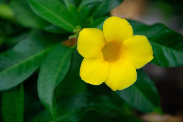 ハワイの公園に咲くマンデビラ