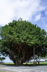 ハワイ島ヒロの大木