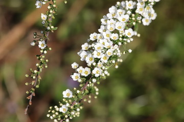 spring flower blossom