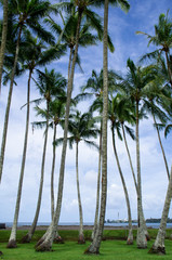 ハワイ島ヒロのヤシの木