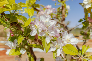 Beautiful pink apple tree blossom, springtime in kibbutz orchard Negev desert, Israel in February