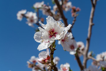Almonds tree blossom, springtime in orchard, nature background with blue sky