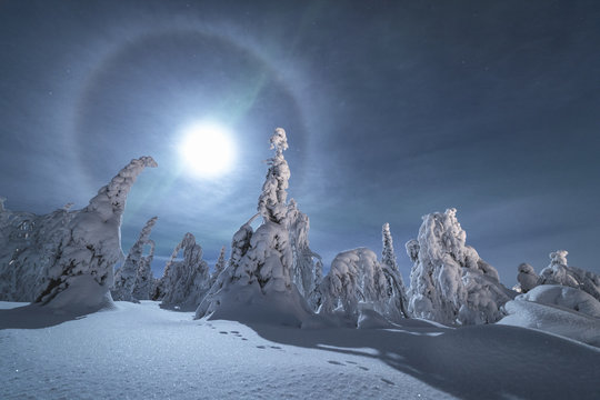 View of moon halo over the snowy trees