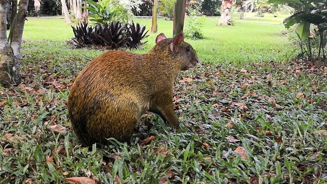 Agouti d'Amazonie, Perou