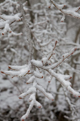 frozen branch