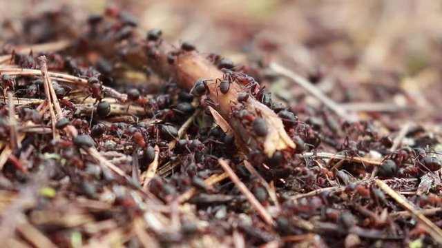 Red wood ants, Formica rufa, soldiers defending their nest in a pine forest in scotland during a sunny day in April.