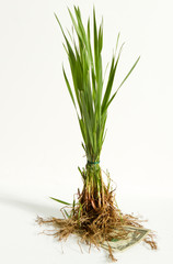 investment , money , growth , freshness, herb, green, isolated, plant, fresh