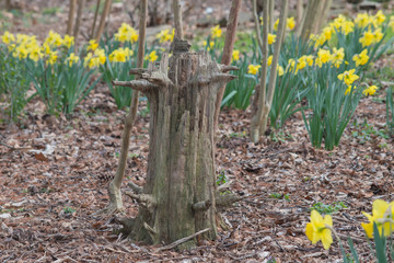 A rather unique stump pictured in front of defocused yellow flowers.