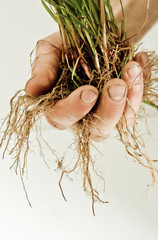 growth roots  agriculture nurture plant   