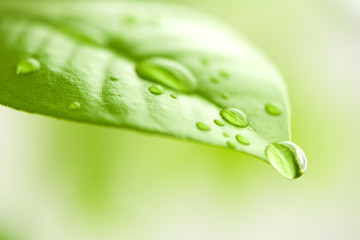Green leaf with water drops in focus on abstract background